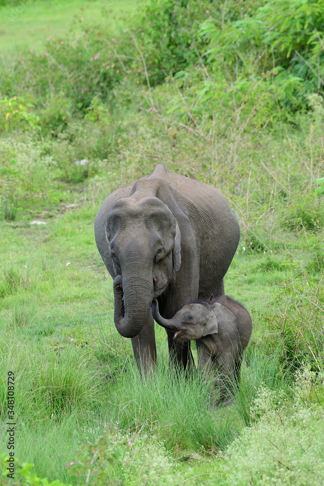 Asian elephant  also called Asiatic elephant, is the only living species of the genus Elephas and is distributed throughout the Indian subcontinent and Southeast Asia