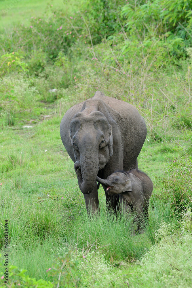 Fototapeta premium Asian elephant also called Asiatic elephant, is the only living species of the genus Elephas and is distributed throughout the Indian subcontinent and Southeast Asia