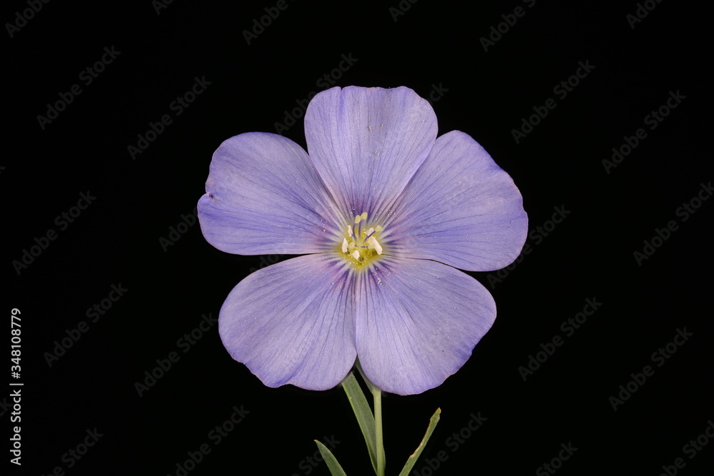 Obraz premium Perennial Flax (Linum perenne). Flower Closeup