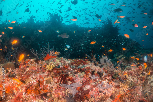 Colorful coral reef surrounded by tropical schools of small fish in clear blue water © Aaron