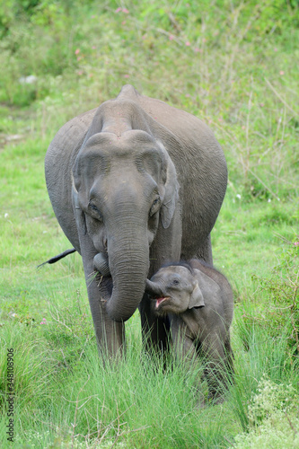 Asian elephant  also called Asiatic elephant, is the only living species of the genus Elephas and is distributed throughout the Indian subcontinent and Southeast Asia