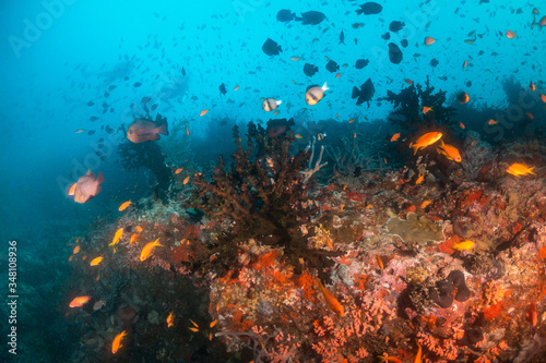 Fototapeta Naklejka Na Ścianę i Meble -  Tropical fish swimming around colorful reef formations