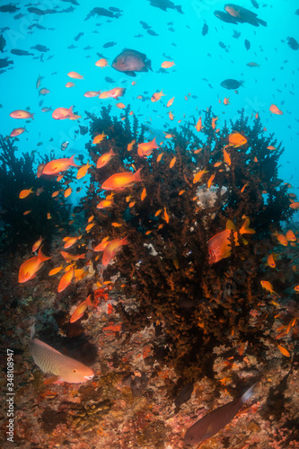 Fototapeta Naklejka Na Ścianę i Meble -  Tropical fish swimming around colorful reef formations