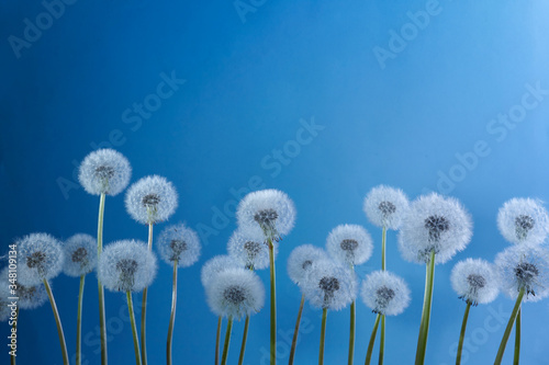 Fototapeta Naklejka Na Ścianę i Meble -  White dandelions on blue background. Summer, nature background.