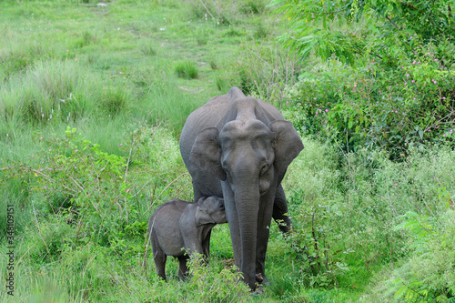 Asian elephant also called Asiatic elephant, is the only living species of the genus Elephas and is distributed throughout the Indian subcontinent and Southeast Asia