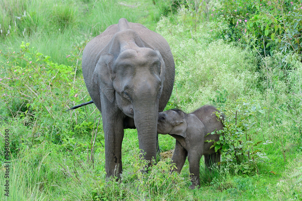Asian elephant , also called Asiatic elephant, is the only living species of the genus Elephas and is distributed throughout the Indian subcontinent and Southeast Asia