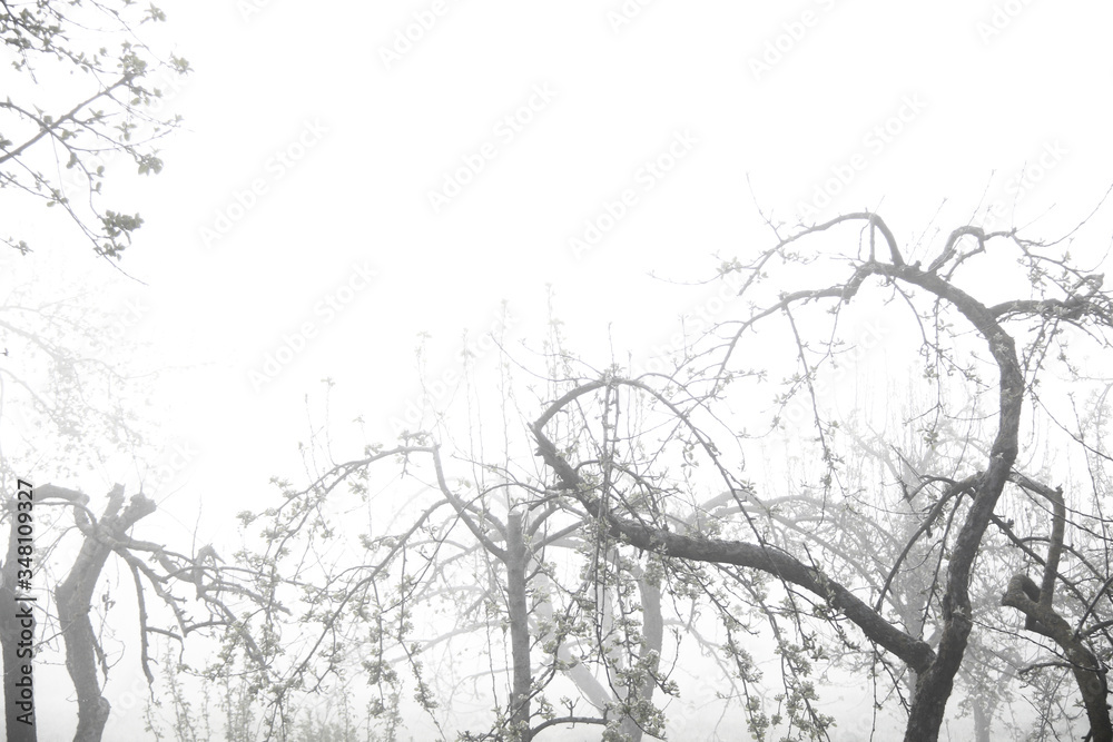 Fototapeta premium empty apple garden and fog