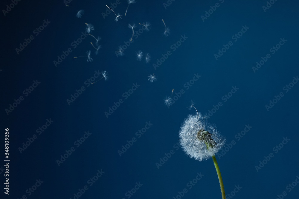 Dandelion with seeds blowing away in the wind in blue sky. Dandelion with seeds blowing away in the wind in blue sky.