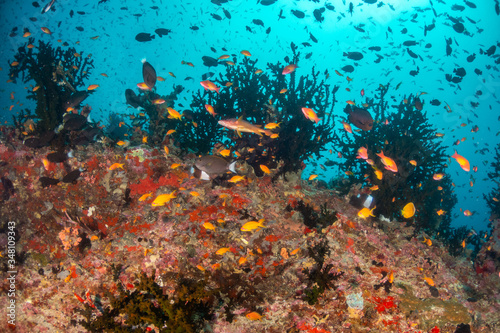 Tropical fish swimming around colorful reef formations