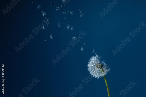 Fototapeta Naklejka Na Ścianę i Meble -  Dandelion with seeds blowing away in the wind in blue sky.