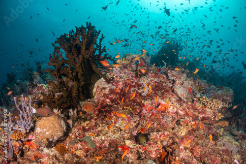 Tropical fish swimming around colorful reef formations