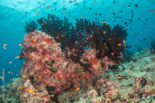 Tropical fish swimming around colorful reef formations