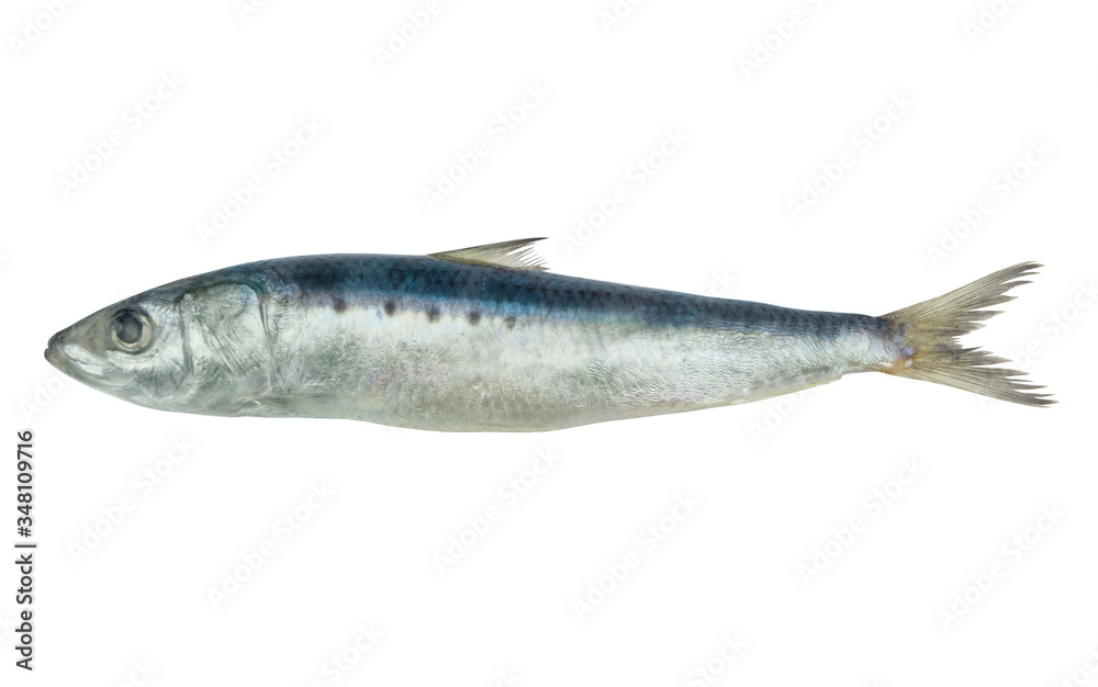 Sardine fish isolated on white background Sardine fish isolated on white background