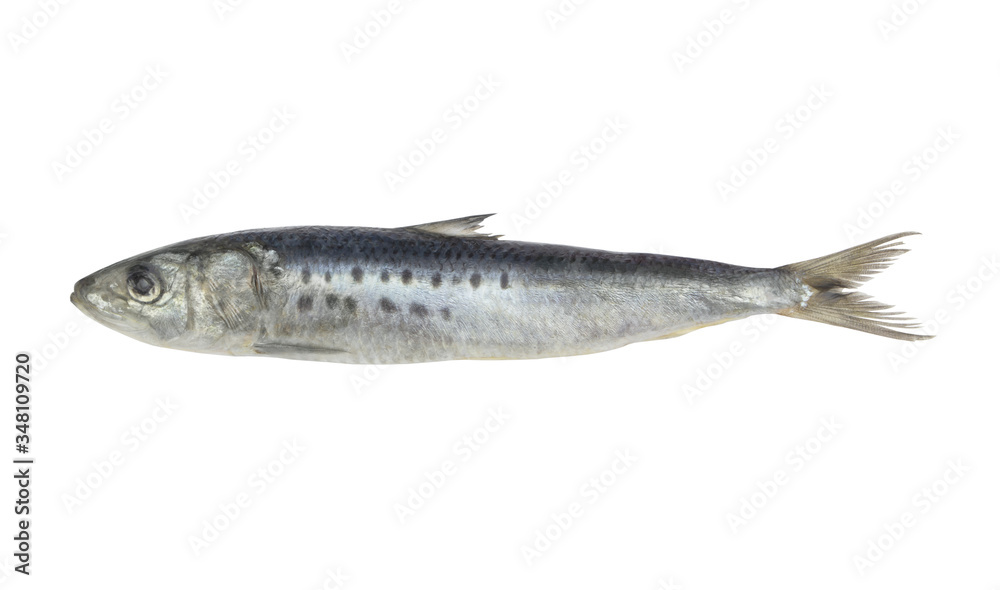 Sardine fish isolated on white background