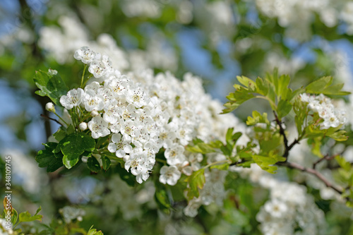 Blühender Weißdorn, Crataegus, im Frühling