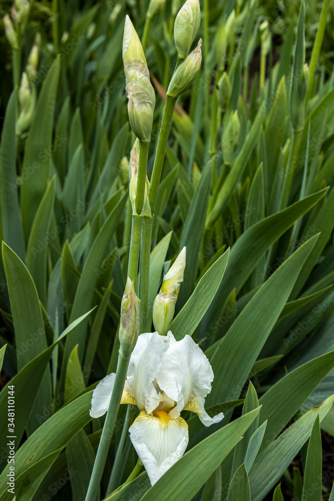 Fototapeta premium White cockerel iris flowers in high leaves. Colorful spring landscape