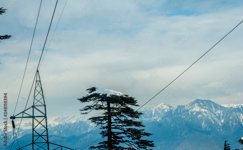 Trees covered with white snow in the himalayan mountain range of Jammu
