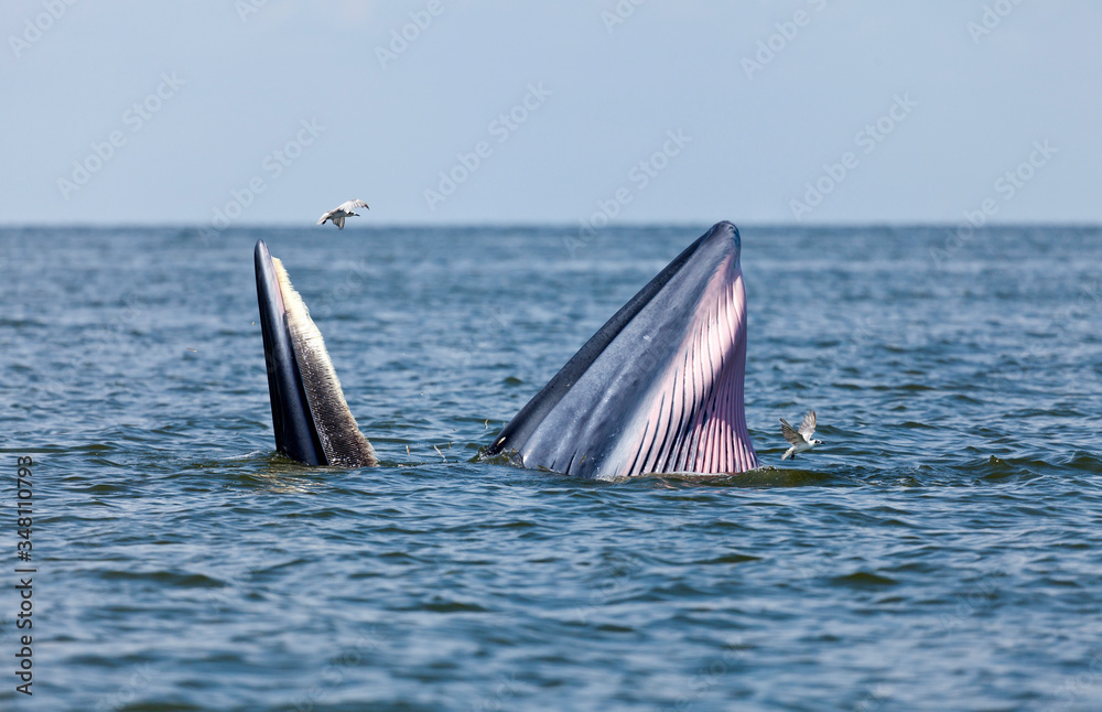 Fototapeta premium Bryde's whale in Thailand
