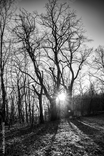 road in the woods © Stanislav