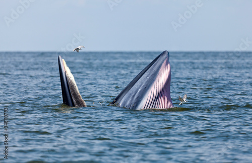 Bryde's whale in Thailand © mrpeak