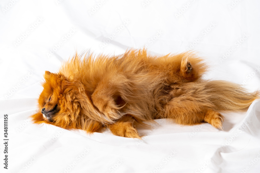 Cute pomeranian sleeping on a sheet
