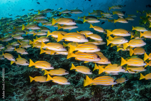 School of yellow snappers swimming over the reef