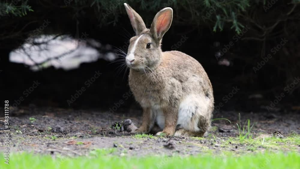 beautiful little rabbit resting in the garden beautiful little rabbit resting in the garden