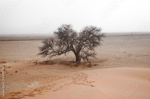Fototapeta Naklejka Na Ścianę i Meble -  Lonely tree in a plain sand desert