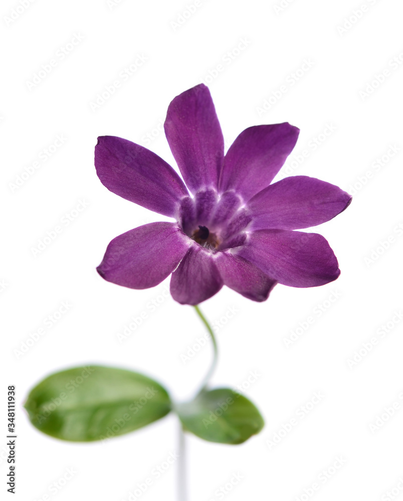 Beautiful delicate purple periwinkle flower on a white background