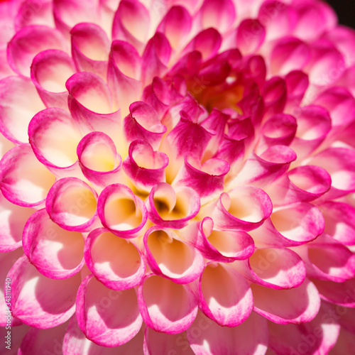 Pink Dahlia flower  close-up.