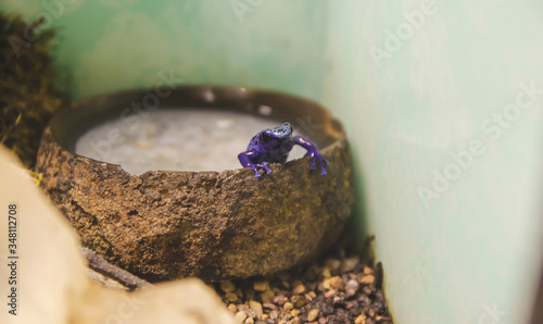 Close up picture of small purple poison frog in reptile garden staying in pool of water, nature concept in aquarium with light background. Exotic tree frog isolated in the imitation of forest. 