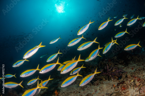 Photography Schools of fish swimming over the reef in crystal clear blue water
