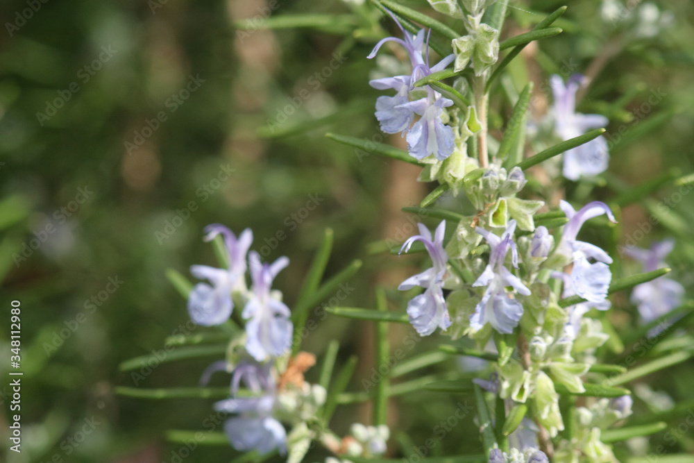 Flowering Rosemary herb plant