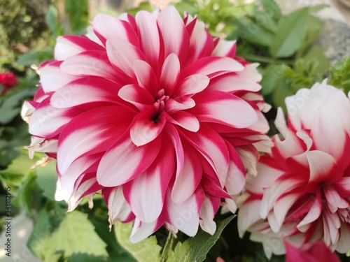 pink dahlia flower