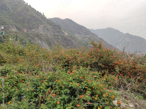 flowers in the mountains