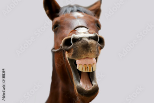 Young mare yawn in riding hall on a funny picture photo