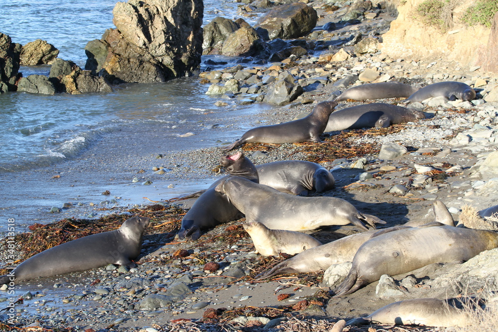 Fototapeta premium Cute elephant seals on the beach in USA, California