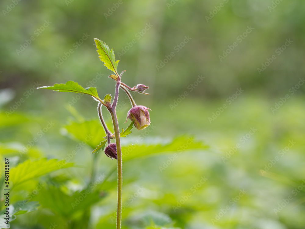 Geum rivale, Water Avens. Wild plant shot in spring. Geum rivale, Water Avens. Wild plant shot in spring.