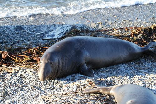 Cute elephant seals on the beach in USA, California