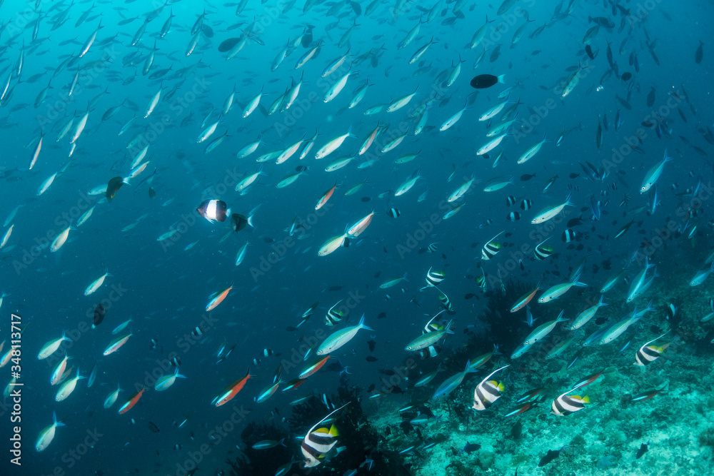 Fototapeta premium School of small fish being hunted by large fish in clear blue water