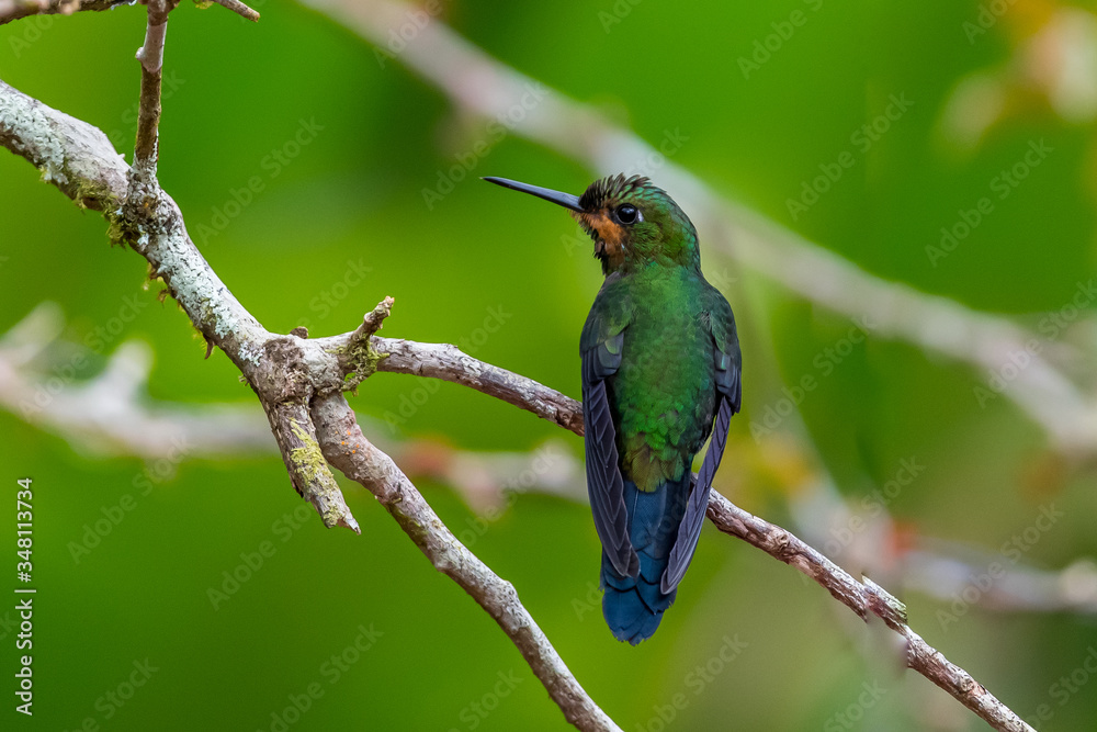 Fototapeta premium Green Violet-ear (Colibri thalassinus) hummingbird in flight isolated on a green background in Costa Rica