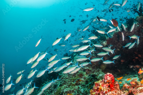 School of fish swimming around coral reef