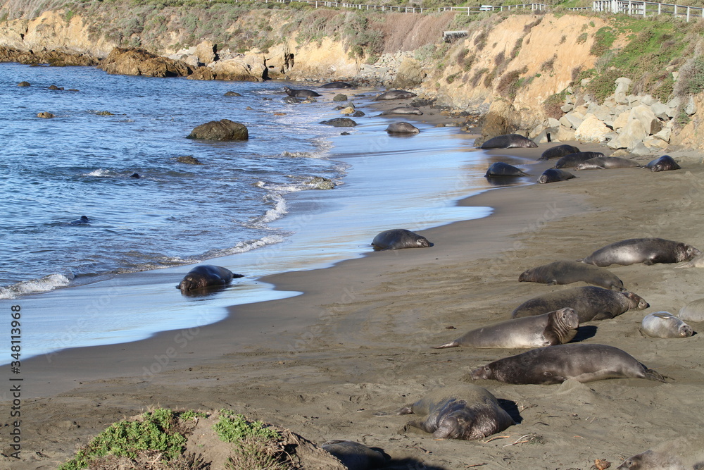 Cute elephant seals on the beach in USA, California