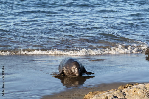 Canvas Print Cute elephant seals on the beach in USA, California