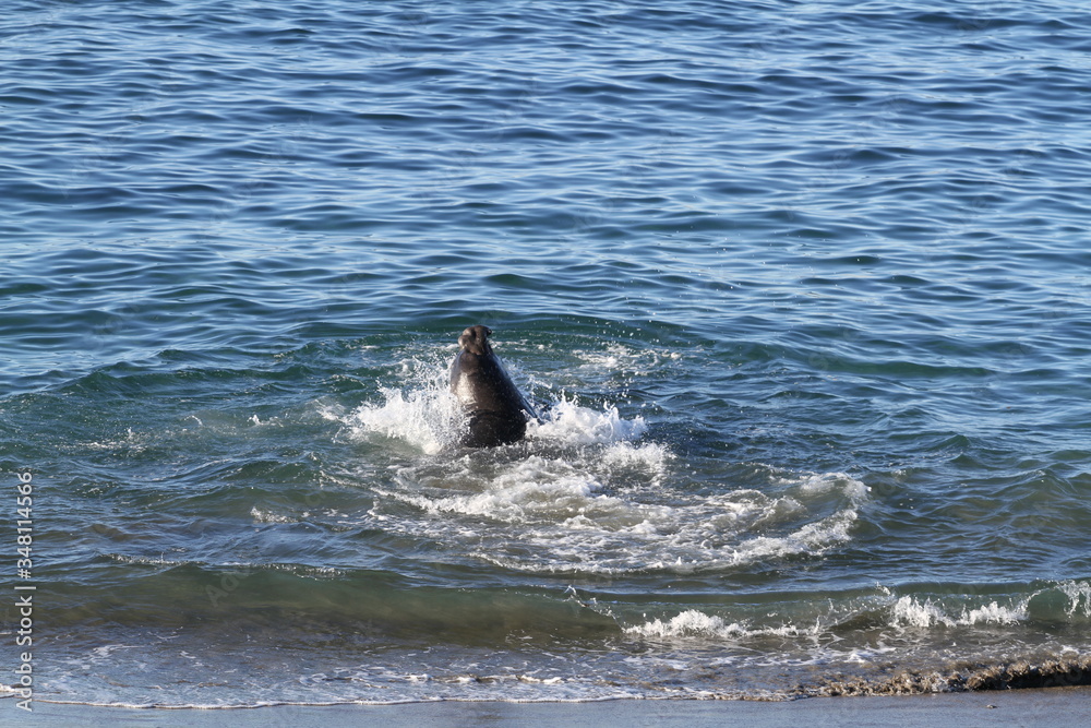 Obraz premium Cute elephant seals on the beach in USA, California