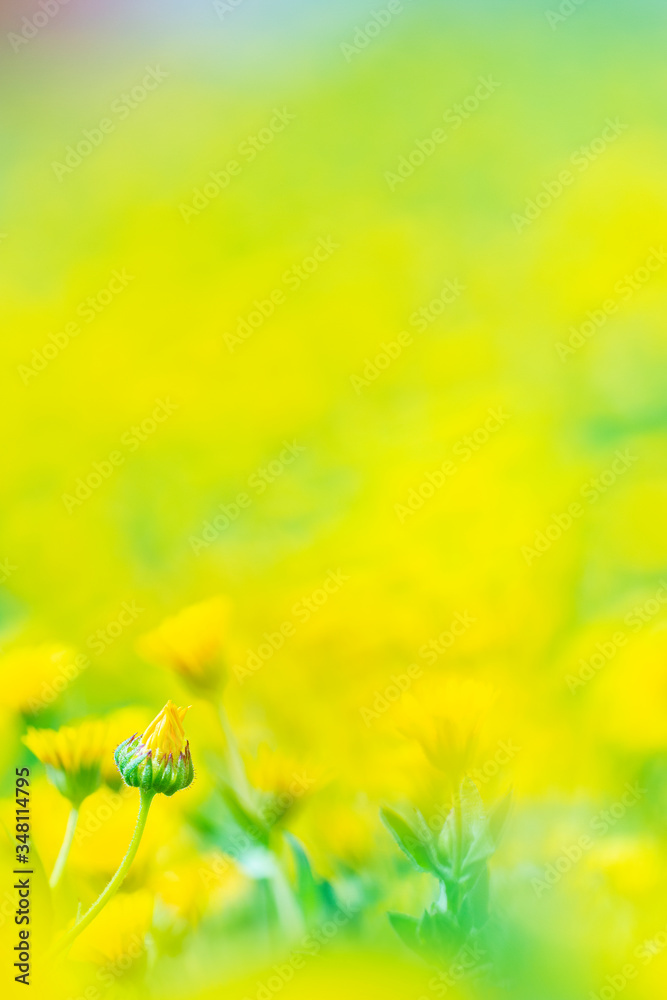 field of yellow flowers in spring