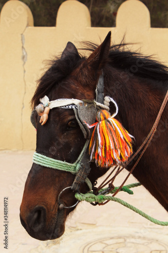 Caballo con adornos parado antes de retomar un paseo por el desierto photo