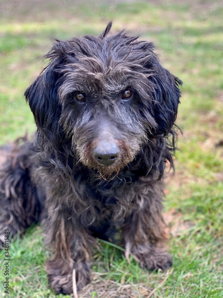 black dog portrait black dog portrait