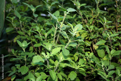 basil plant herbal medical
