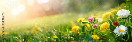 Beautiful summer natural background with yellow pink flowers daisies, clovers and dandelions in grass against of dawn morning. Ultra-wide panoramic landscape, banner format.